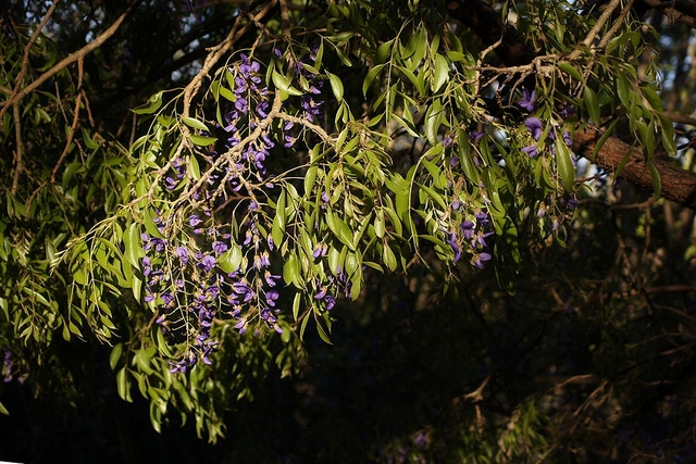 Glycine arbre (Bolusanthus speciosus)