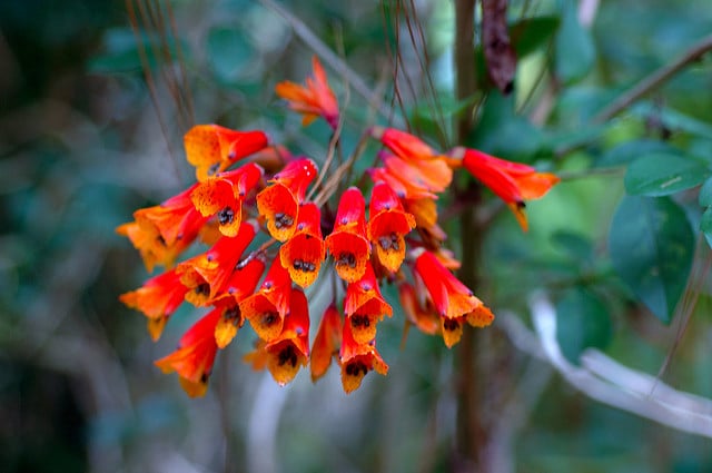 Bomarea acutifolia