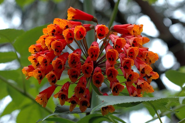 Bomarea acutifolia