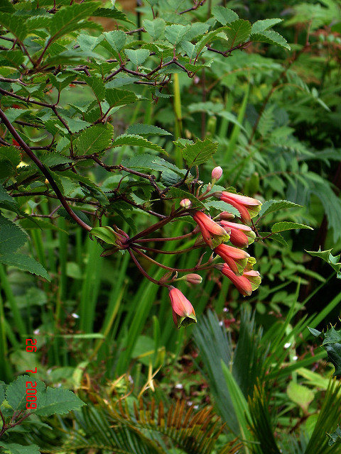 Bomarea edulis