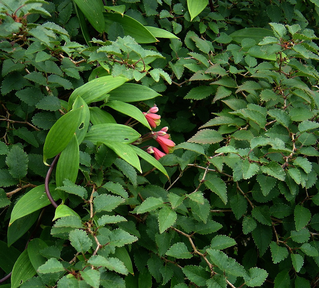 Bomarea edulis