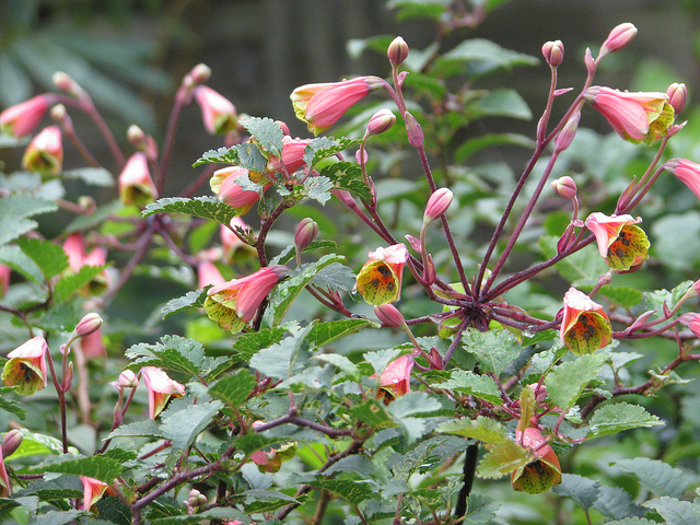 Bomarea edulis