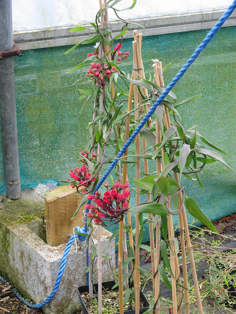Bomarea salsilla