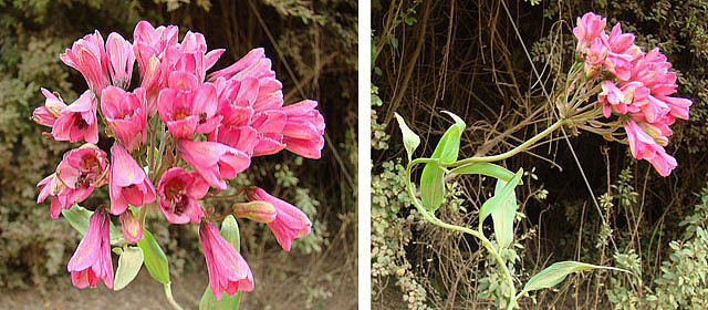 Bomarea salsilla