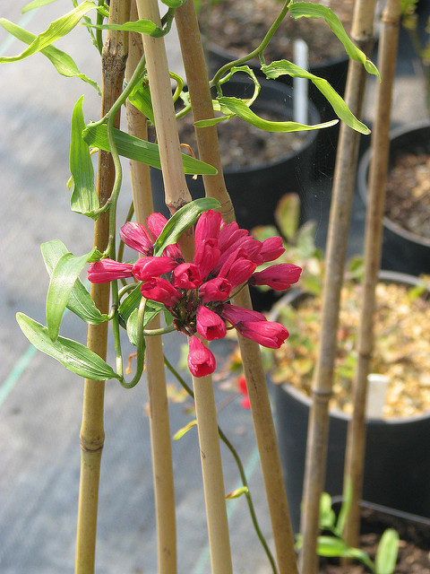 Bomarea salsilla