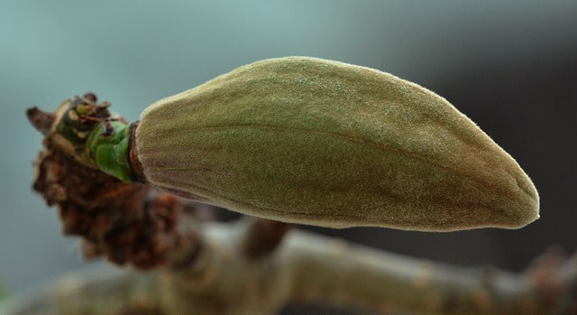 Bombax ceiba
