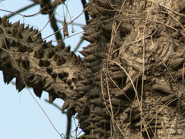 Bombax ceiba