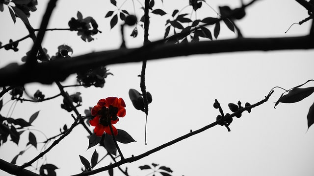 Bombax ceiba