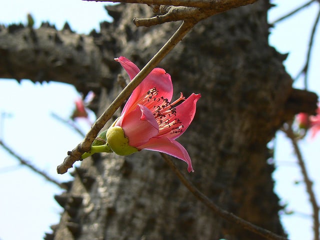 Bombax ceiba (Bombax ceiba)