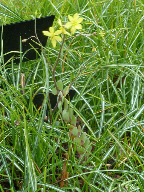 Bongardia chrysogonum