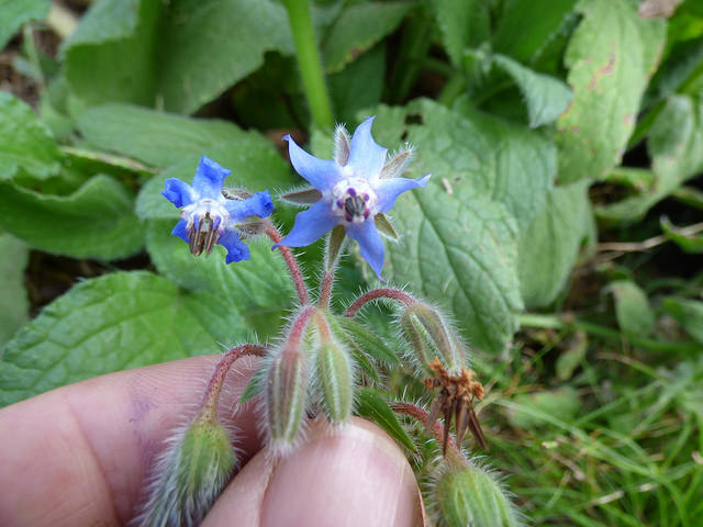 Bourrache officinale