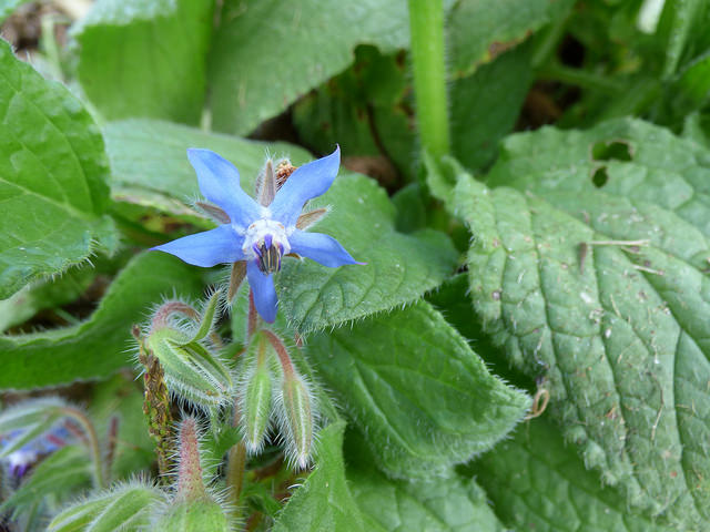 Bourrache officinale