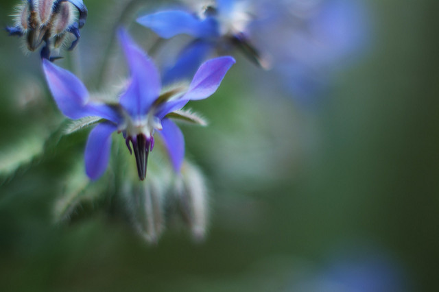 Bourrache officinale