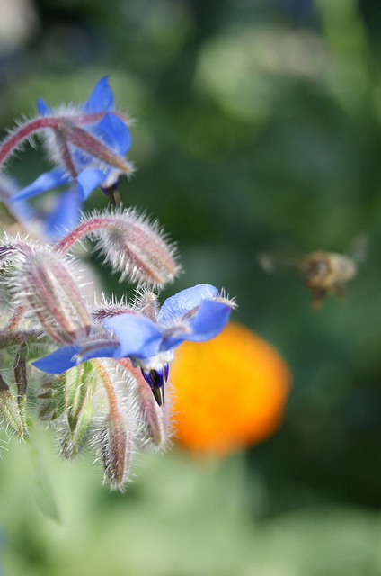Bourrache officinale