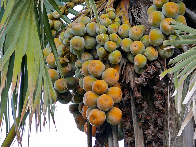 Borassus aethiopium
