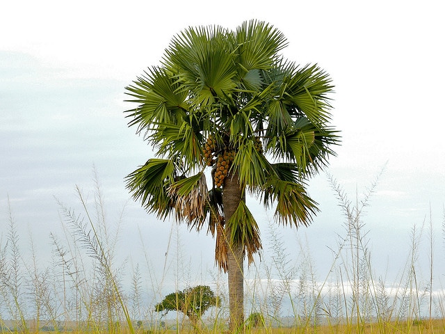 Borassus aethiopium