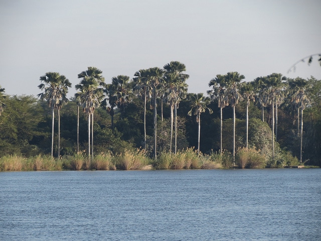 Borassus aethiopium