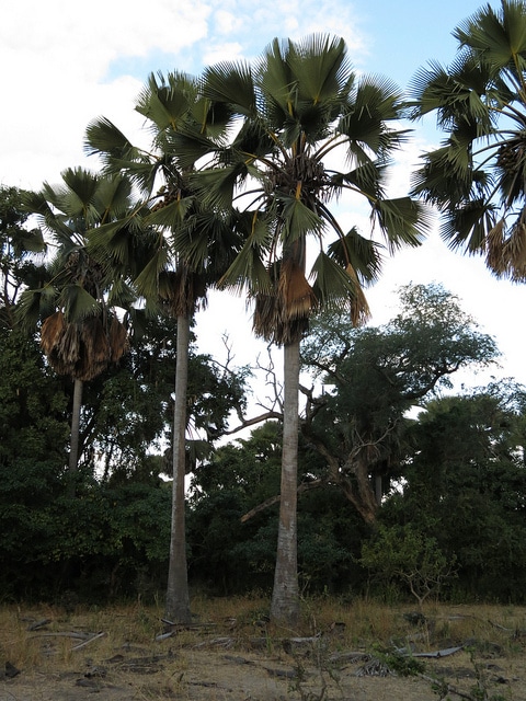 Borassus aethiopium