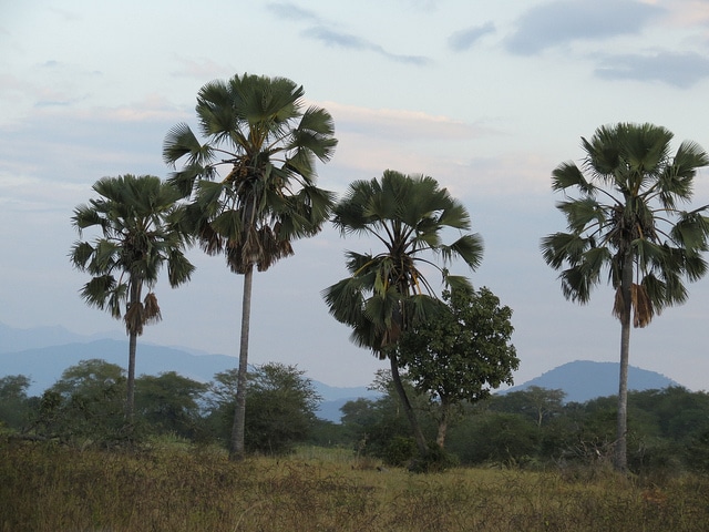 Borassus aethiopium (Borassus aethiopum)