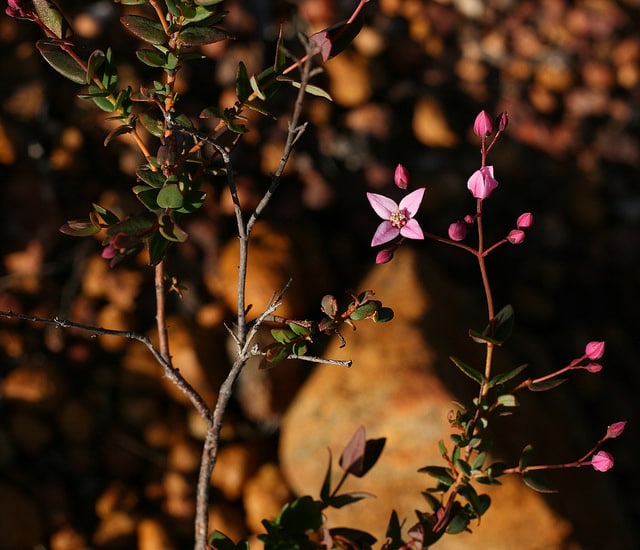 Boronie à feuilles crénelées