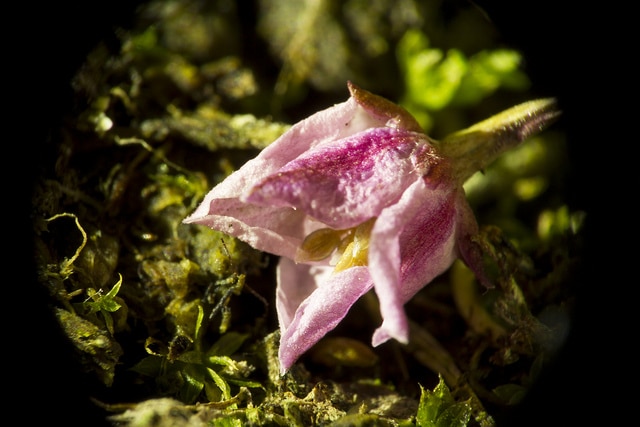 Boronie à feuilles crénelées (Boronia crenulata)
