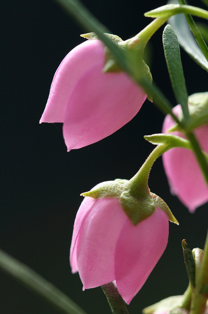 Boronie à feuillage varié (Boronia heterophylla)