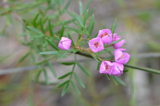 Boronia pinnata