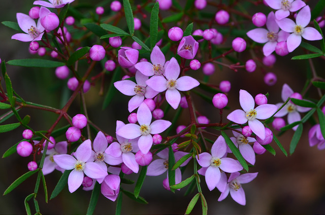 Boronia pinnata