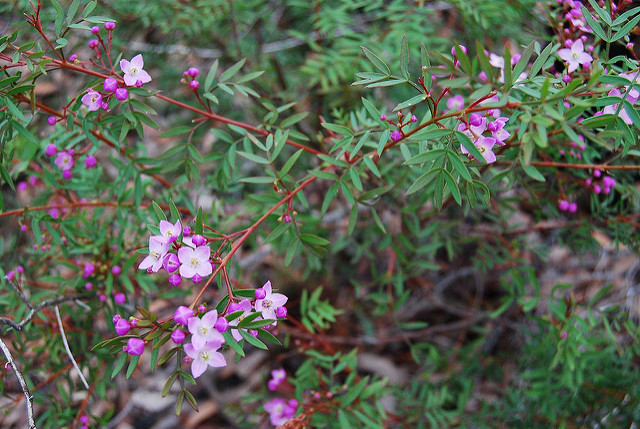 Boronia pinnata