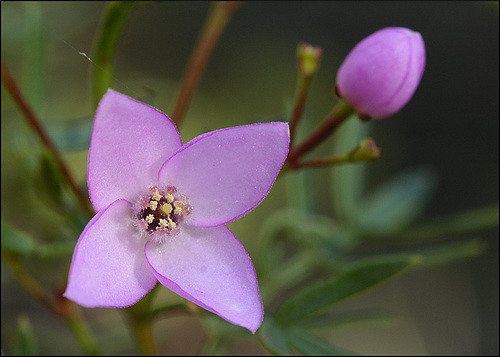 Boronia pinnata