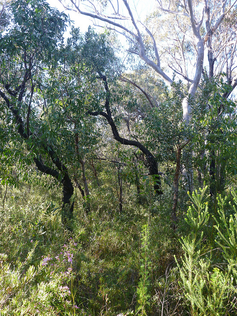 Boronia pinnata