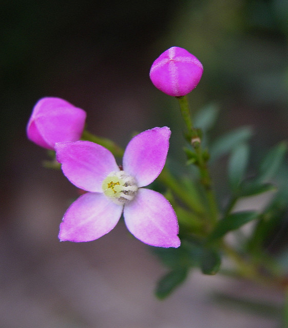 Boronia pinnata