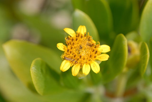 Borrichia arborescens