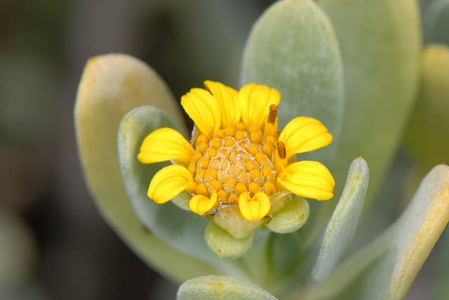 Borrichia arborescens