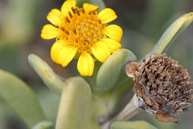 Borrichia arborescens
