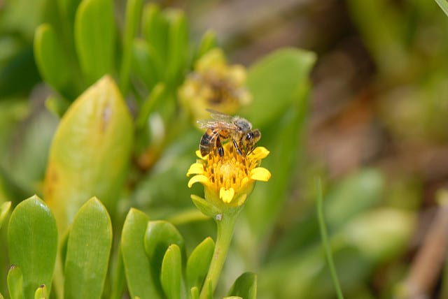 Borrichia arborescens
