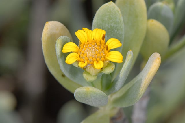 Borrichia arborescens