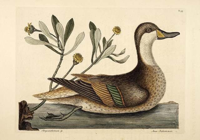 Borrichia arborescens