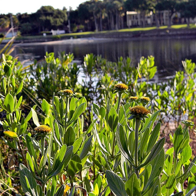 Borrichia frutescens