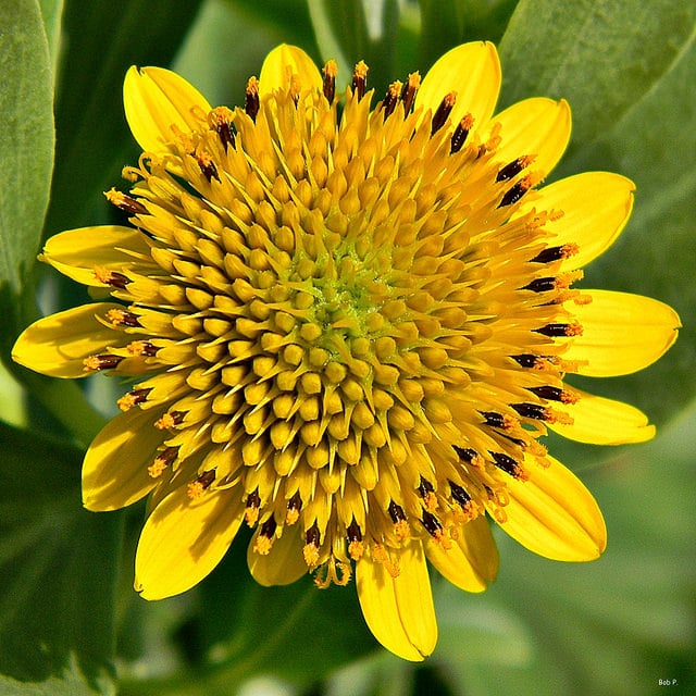 Borrichia frutescens