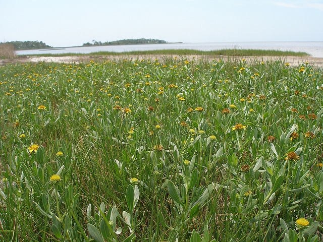 Borrichia frutescens