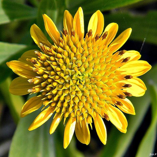Borrichia frutescens