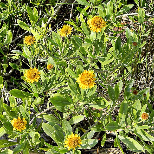 Borrichia frutescens