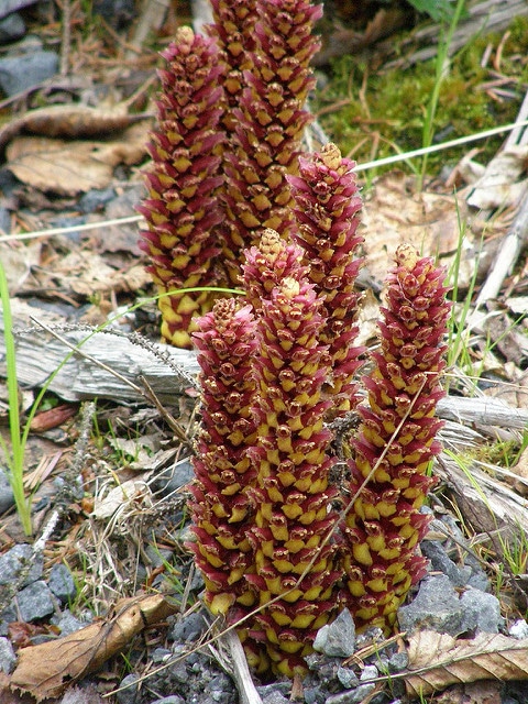 Boschniakia rossica
