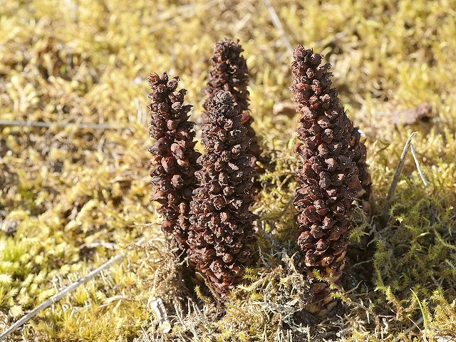 Boschniakia rossica (Boschniakia rossica)