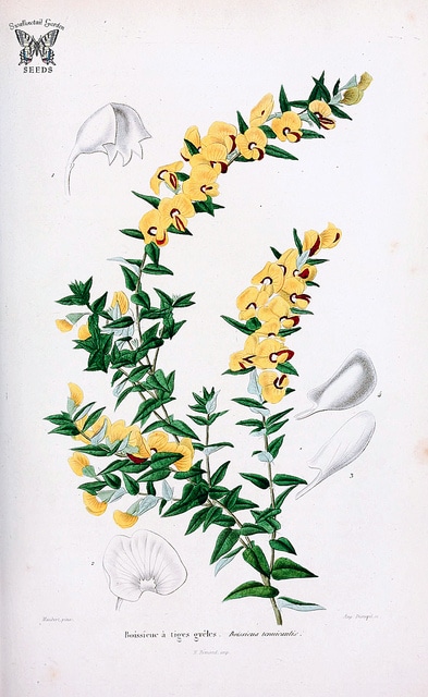 Bossiaea cinerea