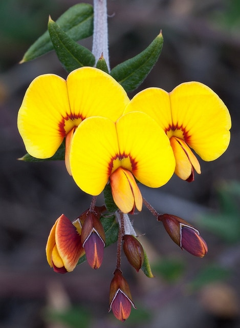 Bossiaea cinerea