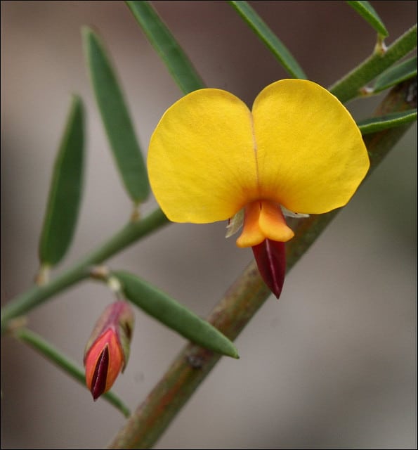 Bossiaea heterophylla
