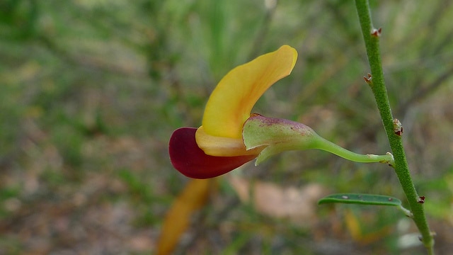 Bossiaea heterophylla