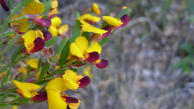 Bossiaea heterophylla